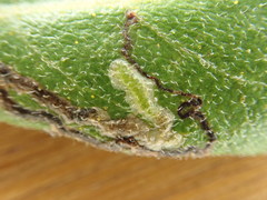 Stigmella myricafoliella