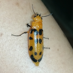 Cissites maculata