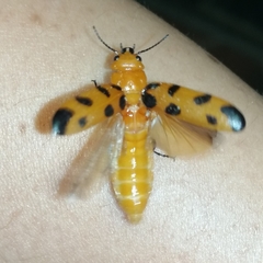 Cissites maculata