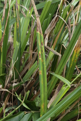 Puccinia urticata