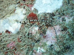 Corythoichthys benedetto