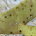 Rhodoglossum gigartinoides - Photo (c) Wayne Martin,  זכויות יוצרים חלקיות (CC BY-NC), הועלה על ידי Wayne Martin