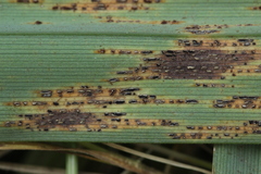 Puccinia urticata