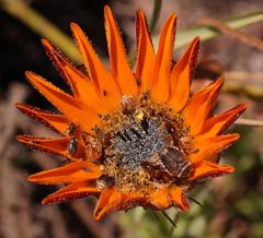 Arctotis aspera scabra