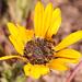 Sticky Rough African Daisy - Photo (c) Nick Helme, some rights reserved (CC BY-SA), uploaded by Nick Helme