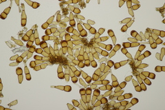 Puccinia urticata