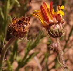 Arctotis aspera scabra