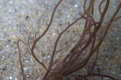 Gracilaria secundata