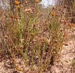 Arctotis aspera scabra