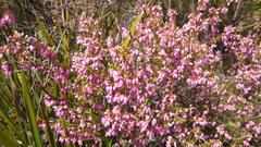 Erica gracilis