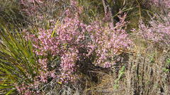 Erica gracilis