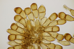 Puccinia urticata