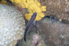 Trachinops caudimaculatus