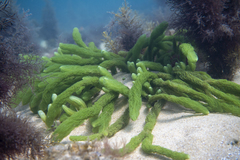 Caulerpa crispata