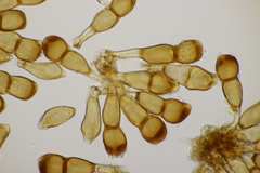 Puccinia urticata