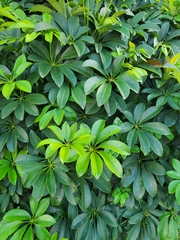 Heptapleurum arboricola
