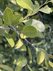 Gymnosporia procumbens image