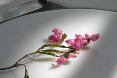 Erica gracilis