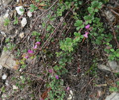 Indigofera sp19b