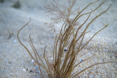 Gracilaria secundata