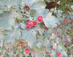Crataegus ucrainica