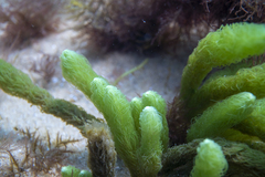 Caulerpa crispata