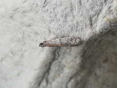 Ephestia woodiella