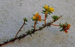 Aspalathus crassisepala