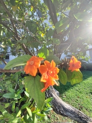 Cordia sebestena