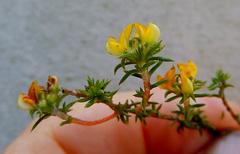 Aspalathus crassisepala