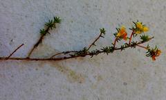 Aspalathus crassisepala