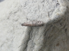 Ephestia woodiella