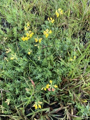 Lotus corniculatus