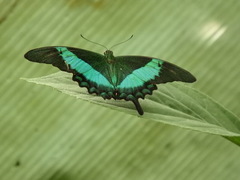 Papilio palinurus