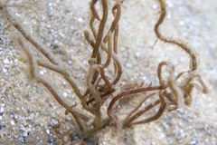 Gracilaria secundata