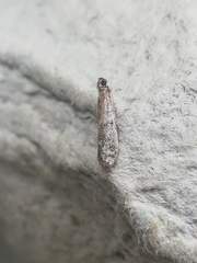 Ephestia woodiella