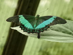 Papilio palinurus