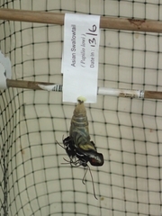 Papilio lowii