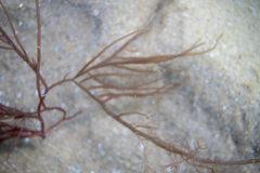 Gracilaria secundata