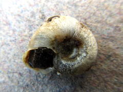 Biomphalaria pfeifferi