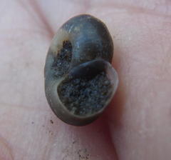 Biomphalaria pfeifferi