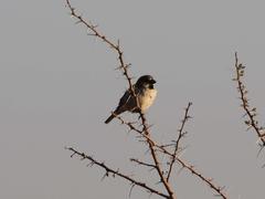 Passer motitensis motitensis