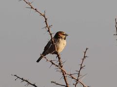 Passer motitensis motitensis
