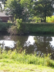 Ardea cinerea