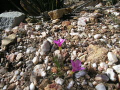 Oxalis polyphylla polyphylla