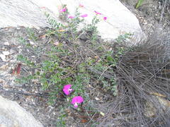 Podalyria biflora