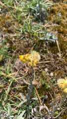Helichrysum arenarium