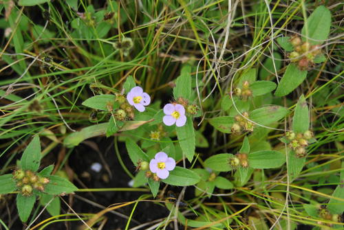 Dwarf Dissotis