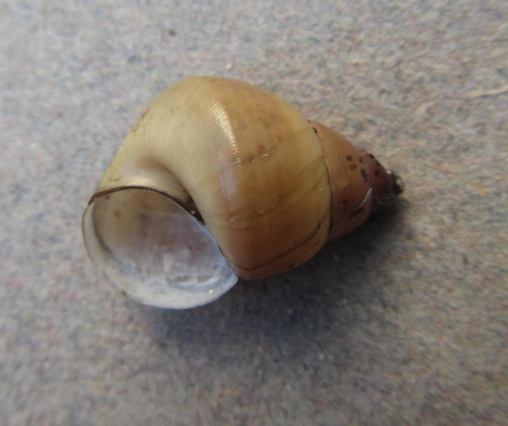 Bristled River Snail from Lake Sibaya on July 18, 2015 by Ricky Taylor ...