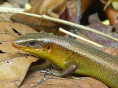Many-Lined Sun Skink photo 3